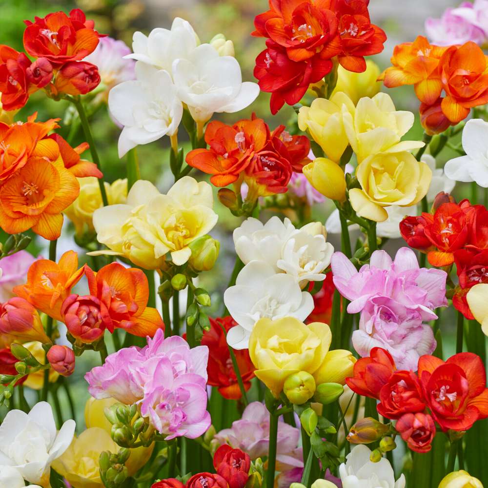 Freesia Double MIX